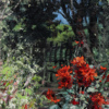Auguste Jean Claire (1881-1970), Blommande trädgård, olja på duk