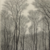 Oskar Bergman (1879-1963), Björkskog, etsning