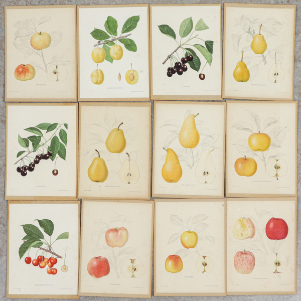 Gustaf Lind, Litografiska fruktplanscher, "Svensk Frukt", 26 st