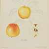 Gustaf Lind, Litografiska fruktplanscher, "Svensk Frukt", 26 st