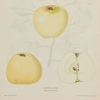 Gustaf Lind, Litografiska fruktplanscher, "Svensk Frukt", 26 st