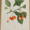 Gustaf Lind, Litografiska fruktplanscher, "Svensk Frukt", 26 st