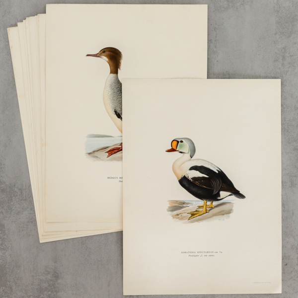 "Svenska fåglar", litografiska blad, 20 st, M v Wright, A Börtzells Tr Ab Stockholm, 20 st