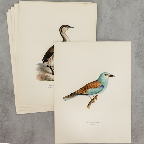 "Svenska fåglar", litografiska blad, 20 st, M v Wright, A Börtzells Tr Ab Stockholm, 20 st