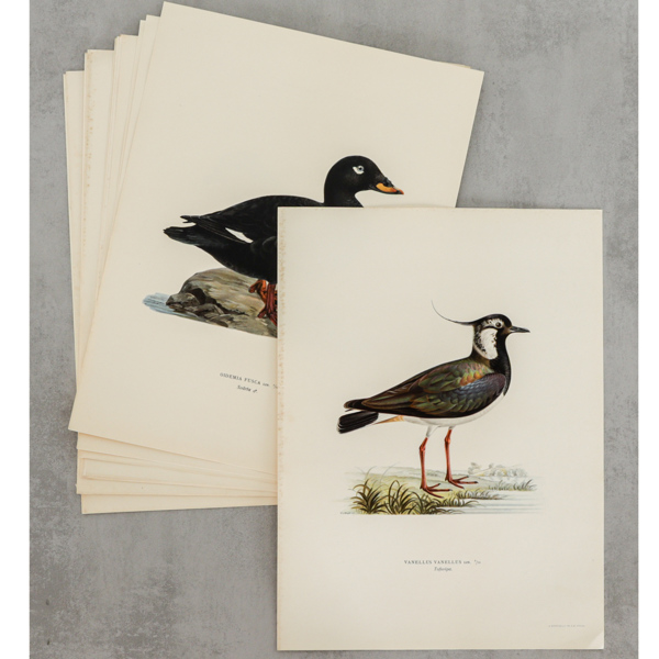"Svenska fåglar", litografiska blad, 18 st, M v Wright, A Börtzells Tr Ab Stockholm