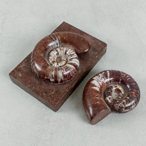 Brevpress med fossil, 1+1