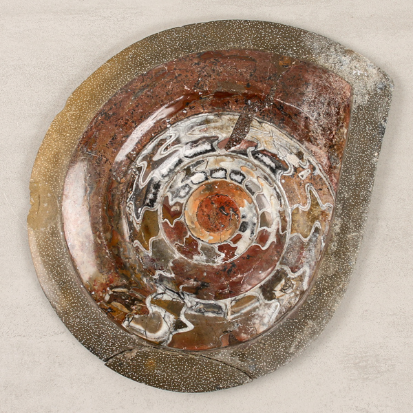 Stor fossil, Ammonit