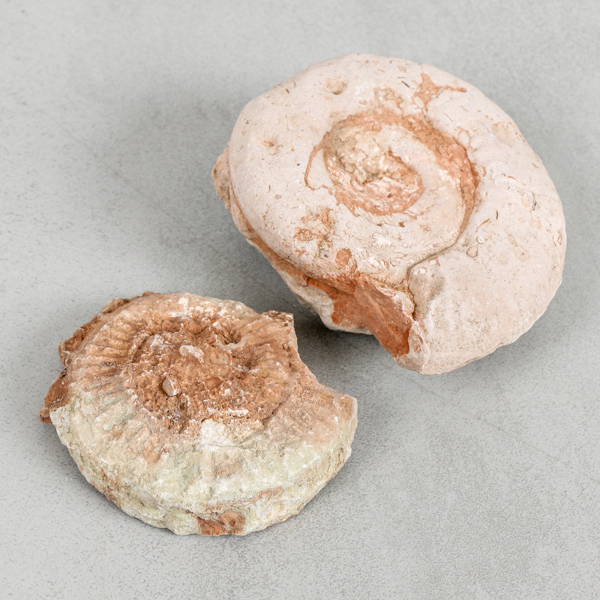 Fossiler, 2 st