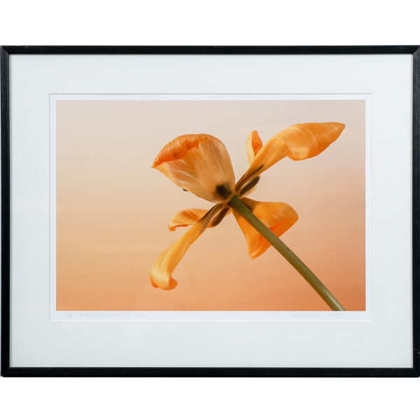 Mats Wihlem, "Överblommad tulpan", fotografi, numrerad