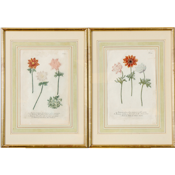 Johann Wilhelm Weinmann, efter, botaniska motiv, handkolorerade kopparstick, 2 st, 1800-tal