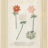 Johann Wilhelm Weinmann, efter, botaniska motiv, handkolorerade kopparstick, 2 st, 1800-tal
