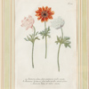 Johann Wilhelm Weinmann, efter, botaniska motiv, handkolorerade kopparstick, 2 st, 1800-tal