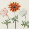 Johann Wilhelm Weinmann, efter, botaniska motiv, handkolorerade kopparstick, 2 st, 1800-tal
